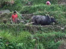 रोपार्इको बेला